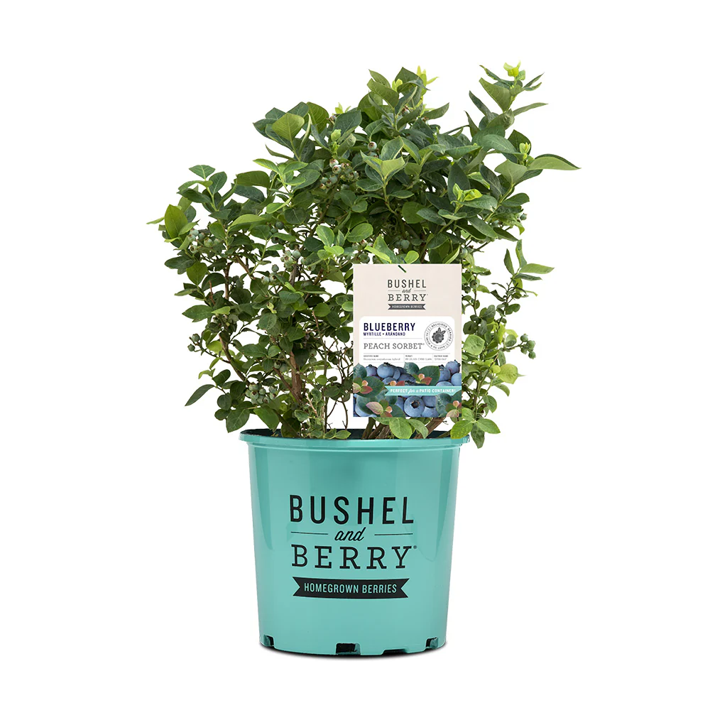 Bushel and Berry® Peach Sorbet™ Blueberry Bush - Image 7