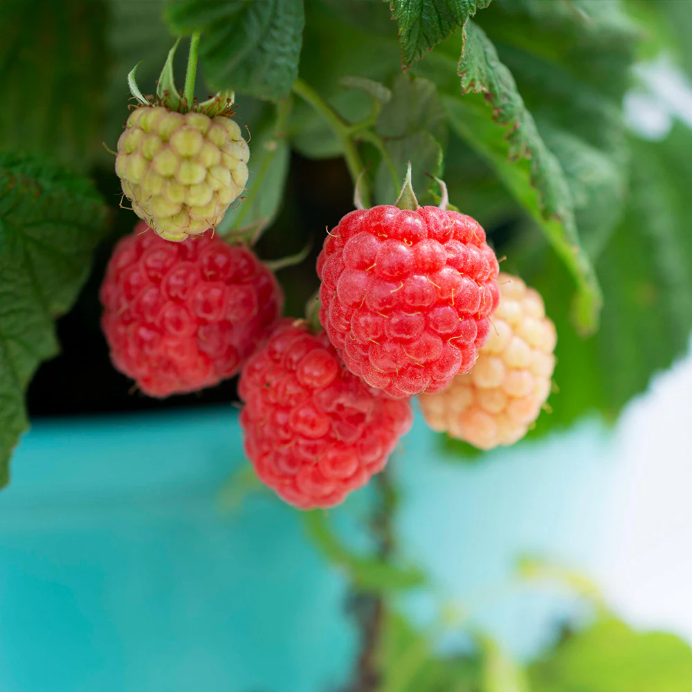 Bushel and Berry® Raspberry Shortcake® Bush - Image 4