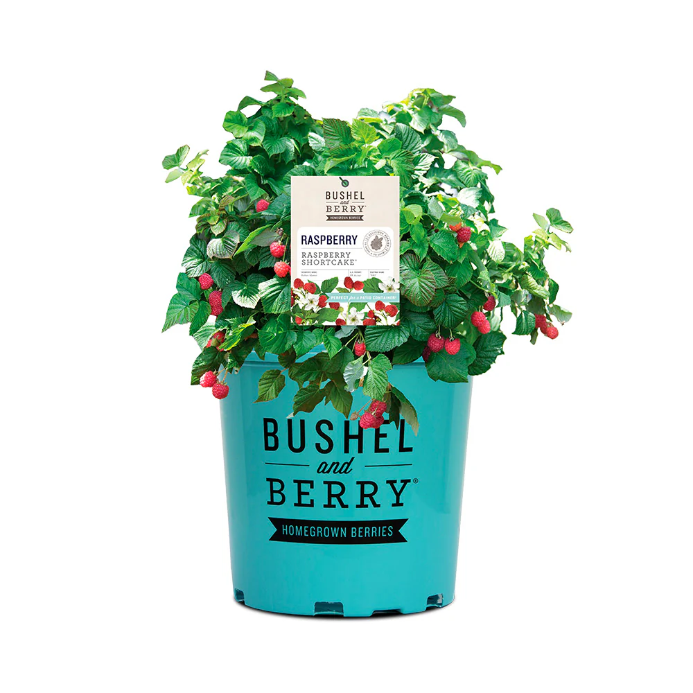 Bushel and Berry® Raspberry Shortcake® Bush - Image 5