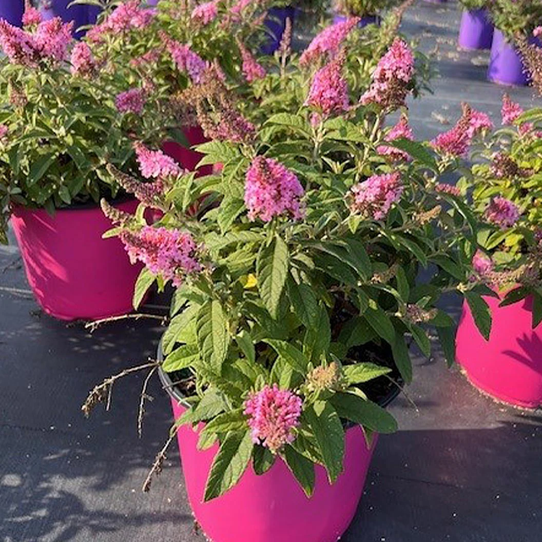 Butterfly Candy® Li'l Taffy™ Butterfly Bush - Image 3