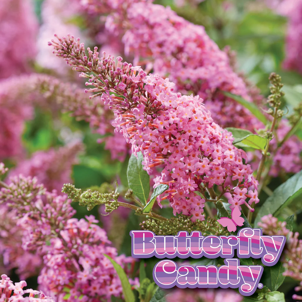 Butterfly Candy® Li'l Taffy™ Butterfly Bush - Image 4