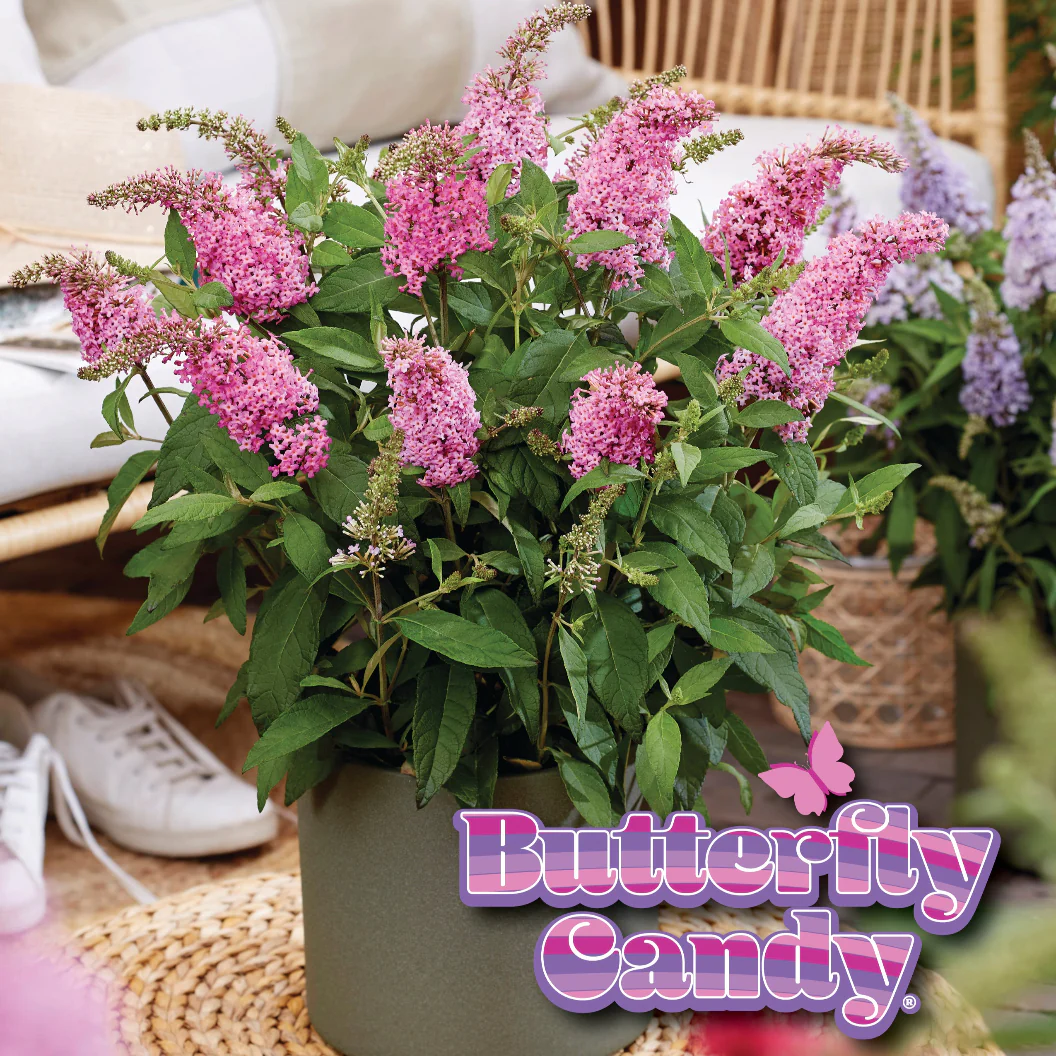 Butterfly Candy® Li'l Taffy™ Butterfly Bush - Image 5