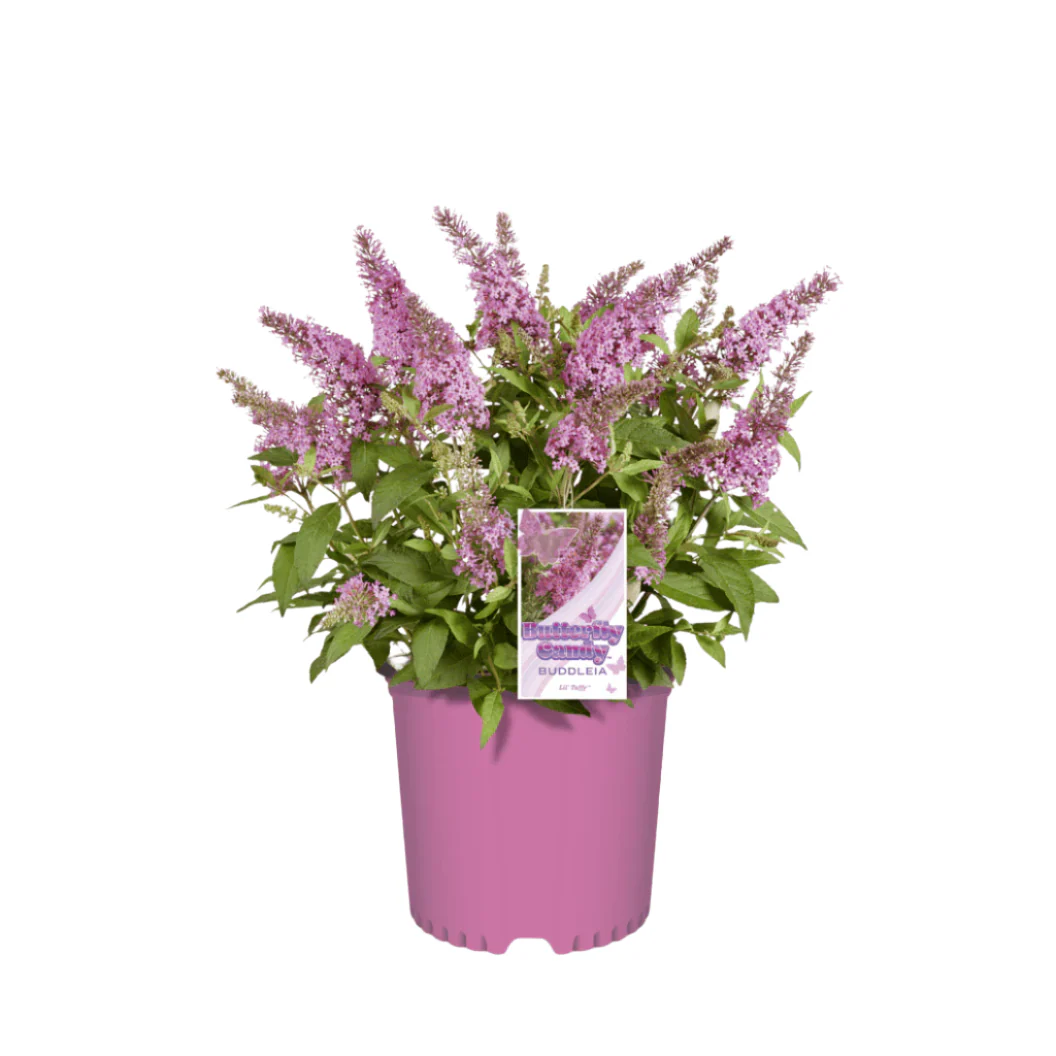 Butterfly Candy® Li'l Taffy™ Butterfly Bush - Image 6