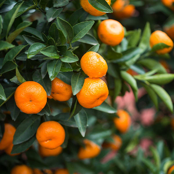 Calamondin Bush - Image 2