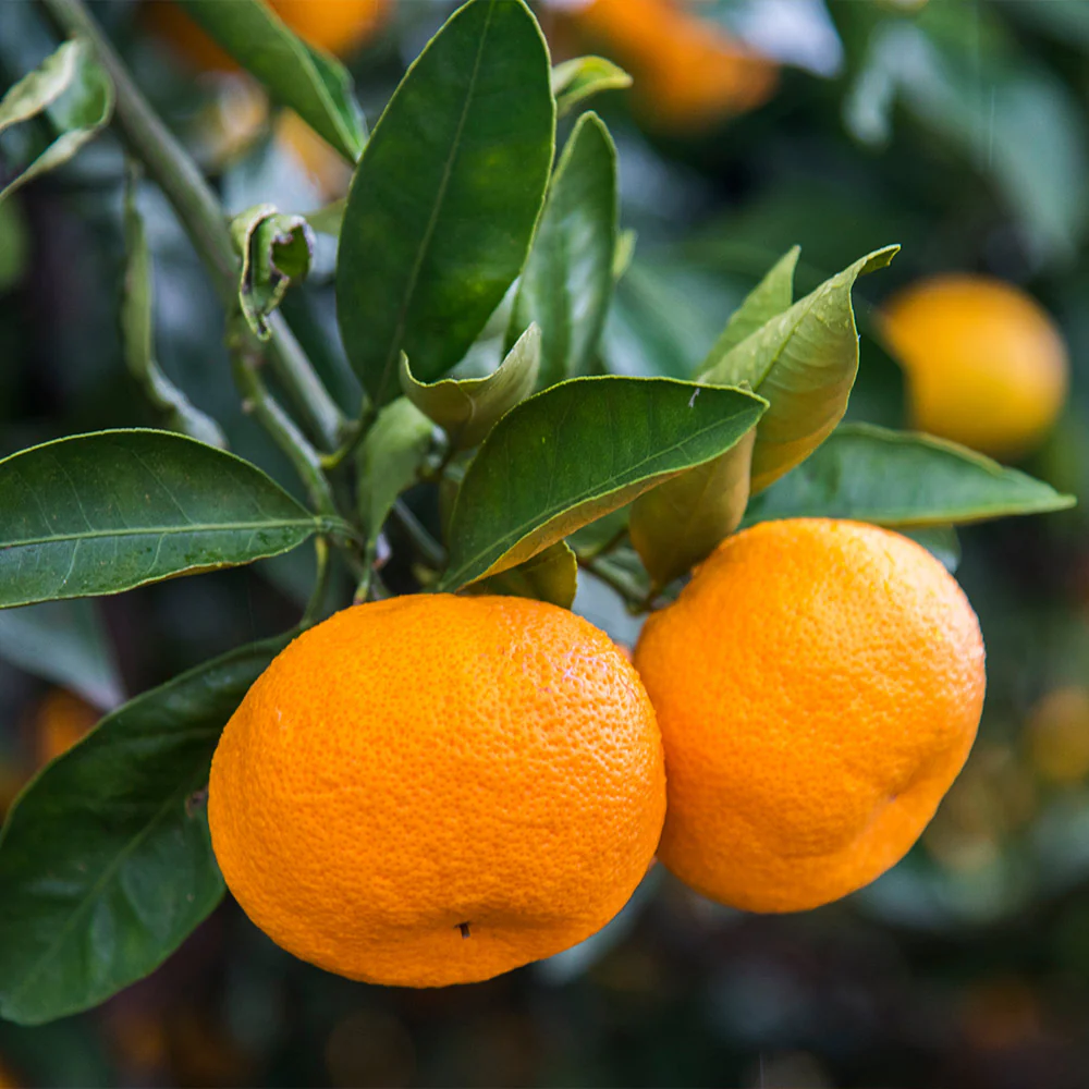 Calamondin Orange Tree - Image 3
