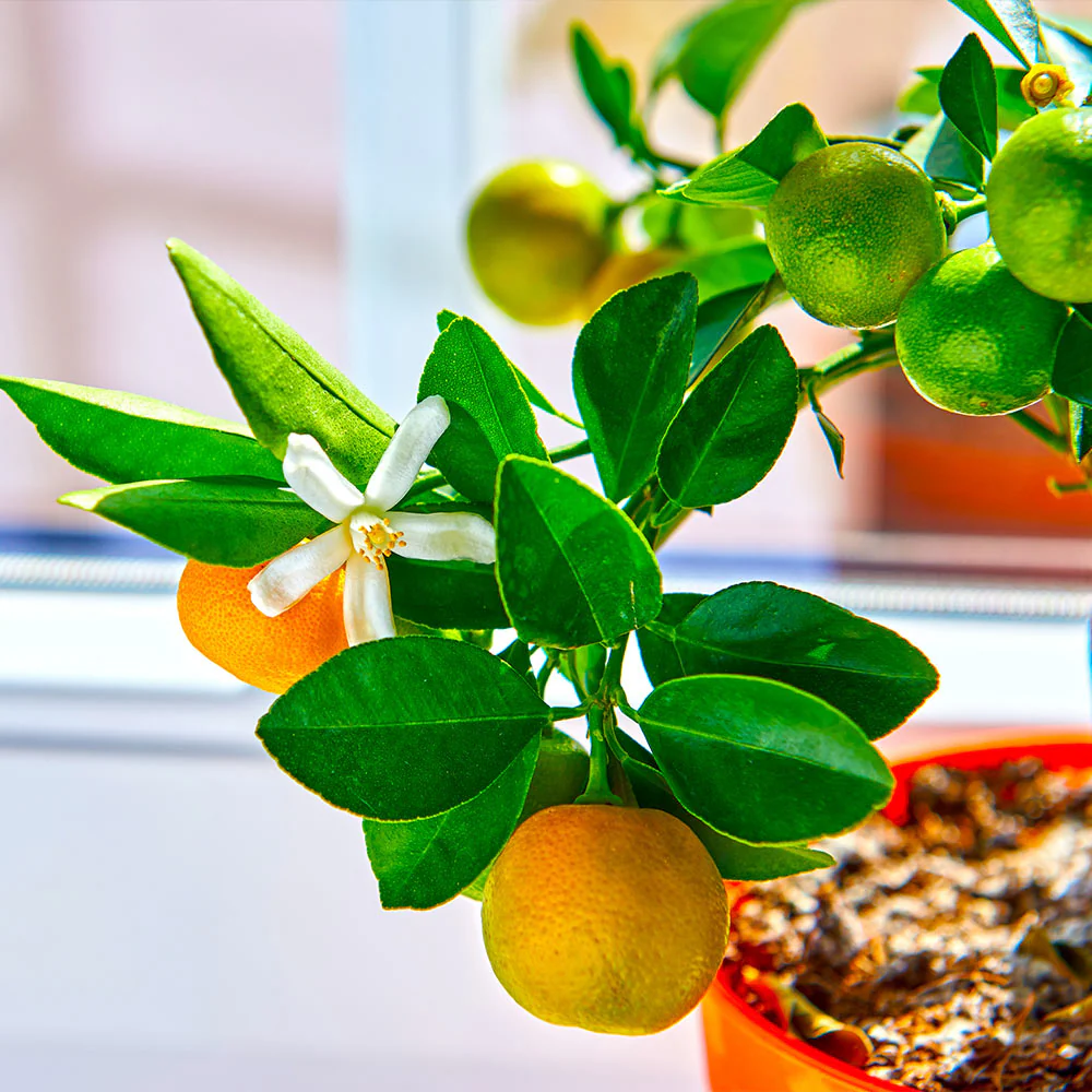 Calamondin Orange Tree - Image 4
