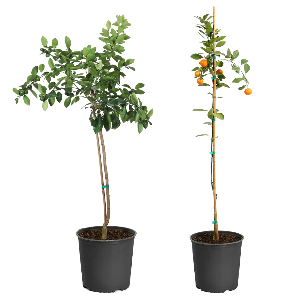 Calamondin Orange Tree - Image 5
