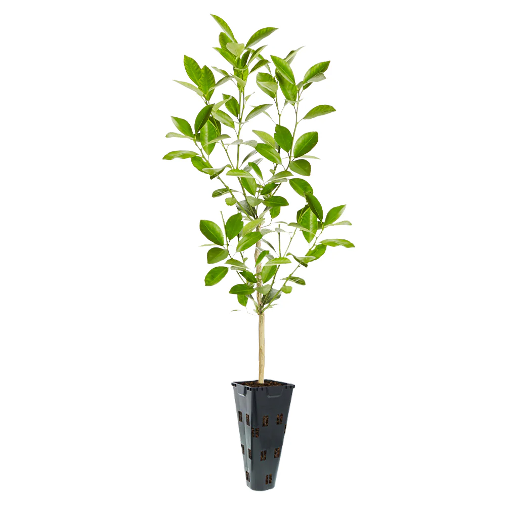 Calamondin Orange Tree - Image 6