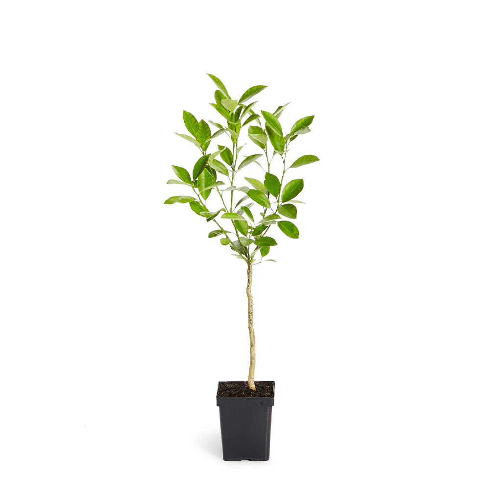 Calamondin Orange Tree - Image 7