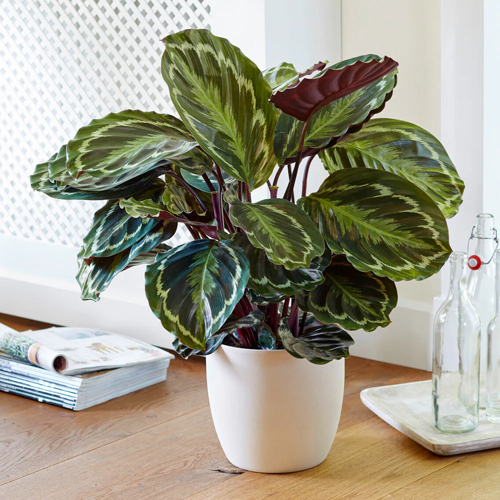 Calathea Medallion - Image 2