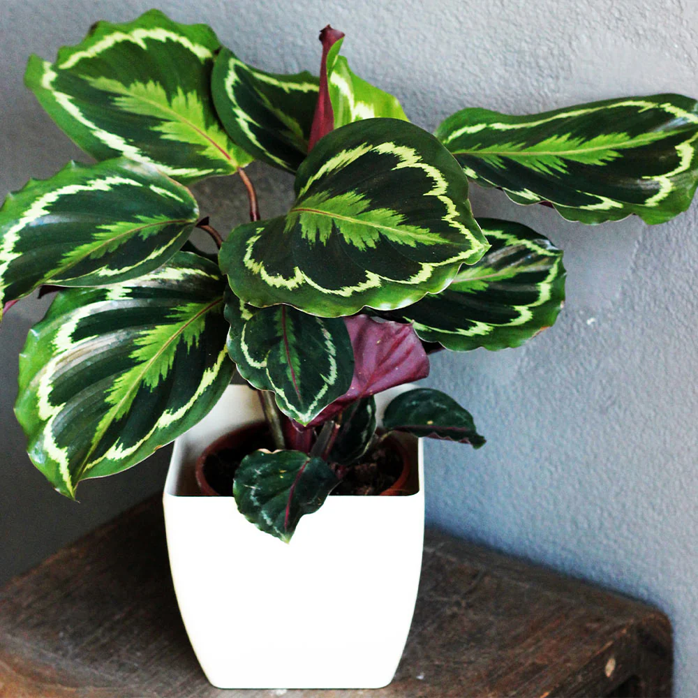 Calathea Medallion - Image 3