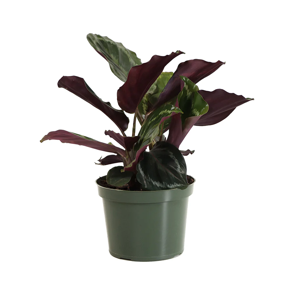 Calathea Medallion - Image 4