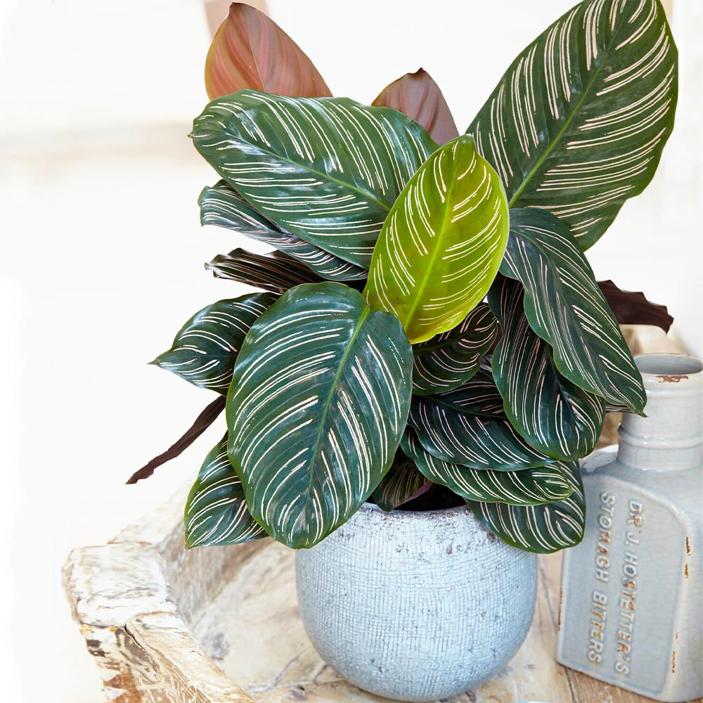 Calathea Ornata - Image 2