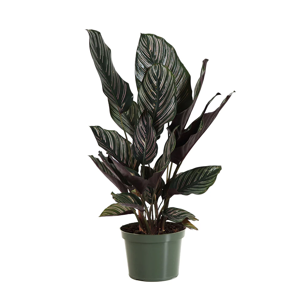 Calathea Ornata - Image 4