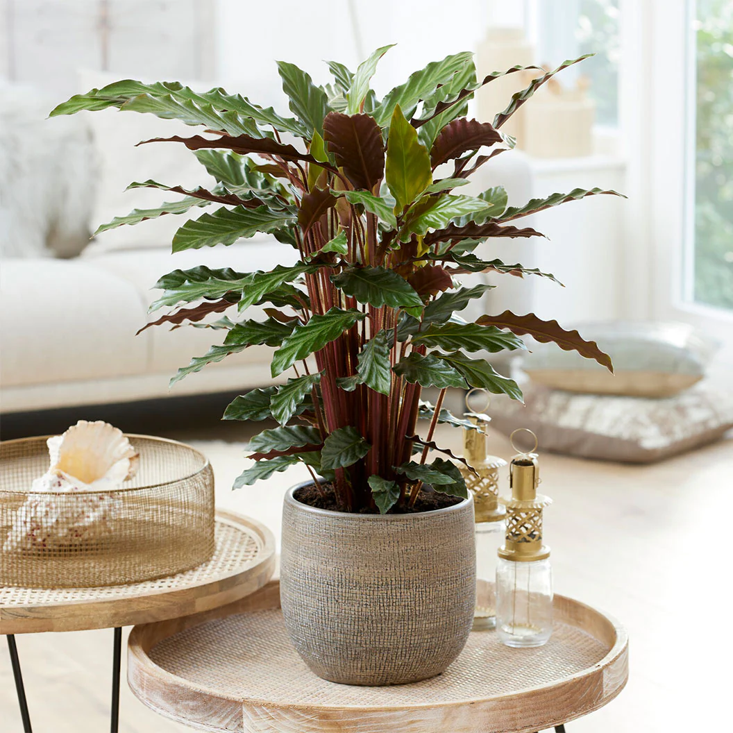 Calathea Rufibarba - Image 2