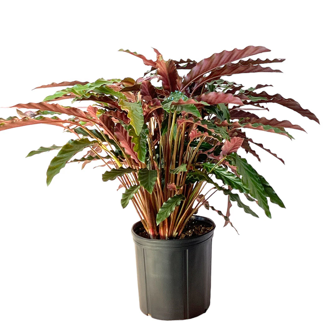 Calathea Rufibarba - Image 3