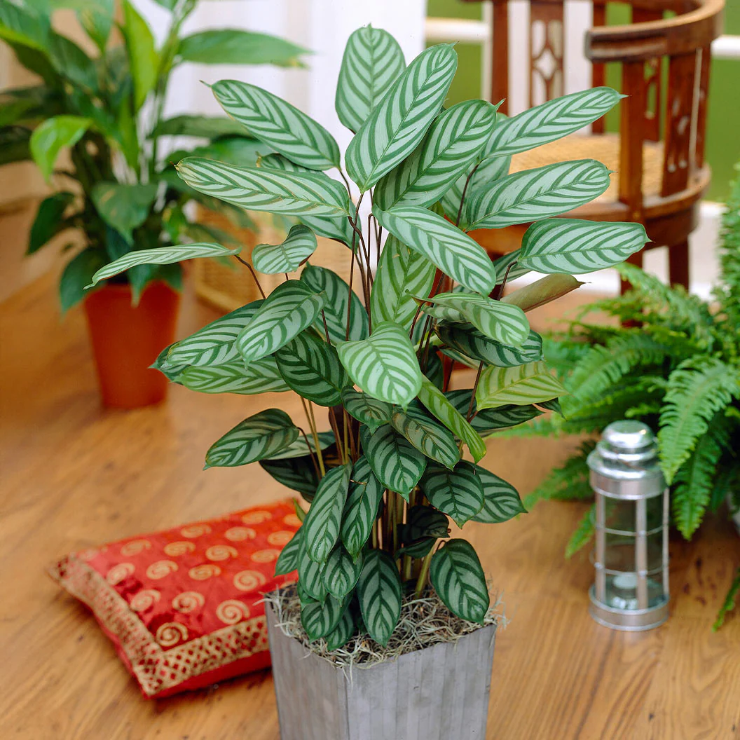 Calathea Setosa - Image 2