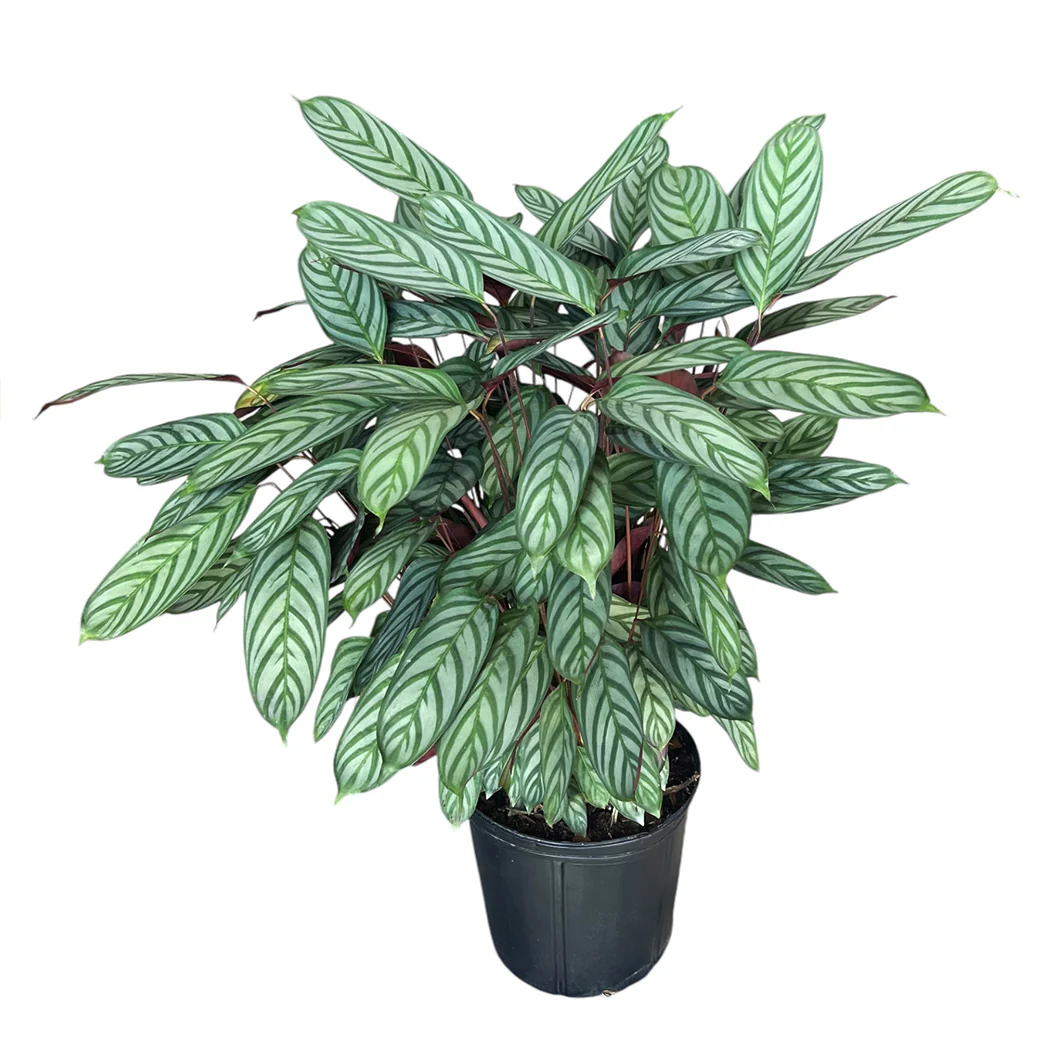 Calathea Setosa - Image 3