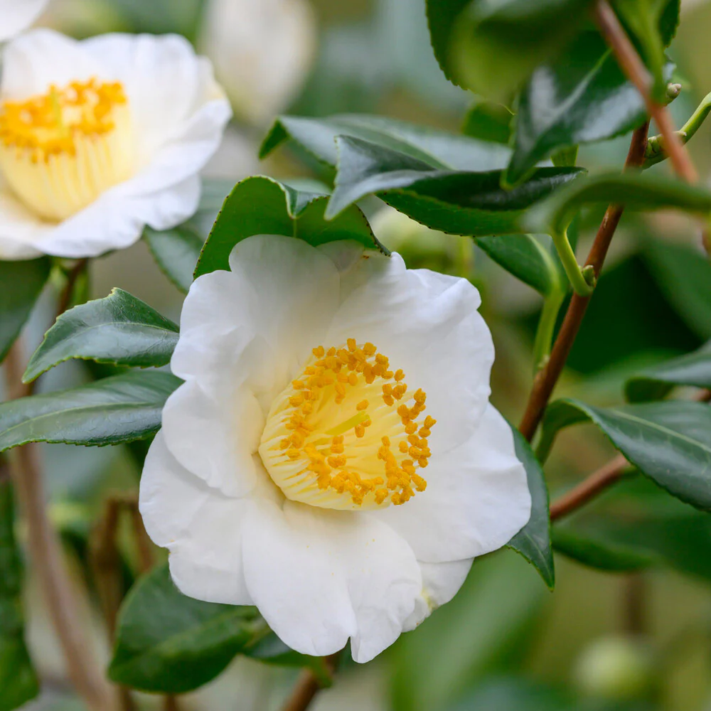 Cold Hardy Tea Plant - Image 4