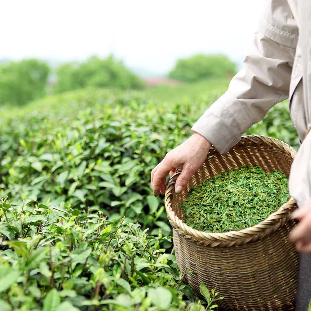 Cold Hardy Tea Plant - Image 5