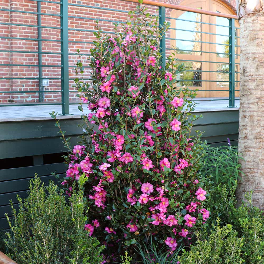 Camellia 'Shi-Shi Gashira' Shrub - Image 3