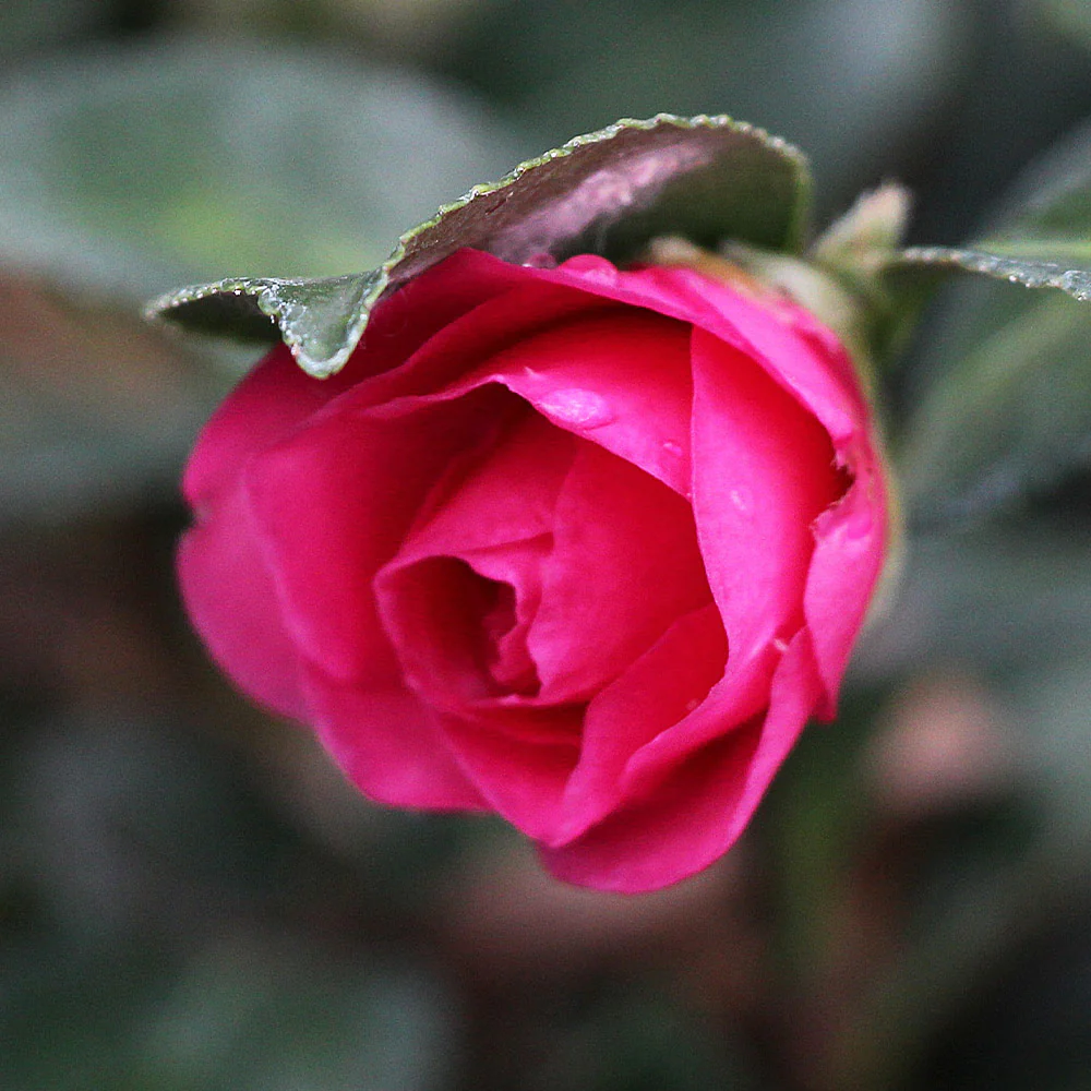 Camellia 'Shi-Shi Gashira' Shrub - Image 5