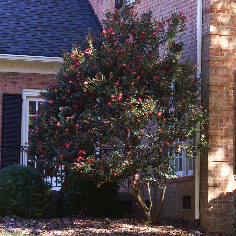 Southern Living® Yuletide Camellia - Image 3