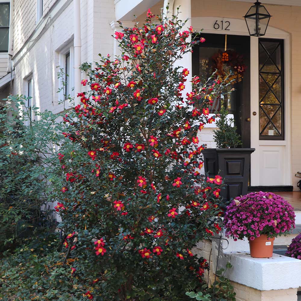 Southern Living® Yuletide Camellia - Image 4