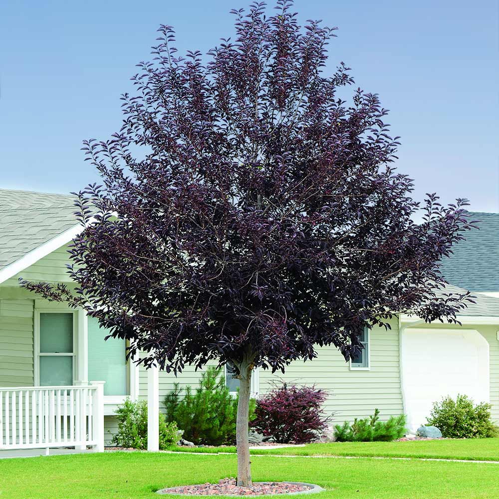 Canada Red Chokecherry Tree - Image 2