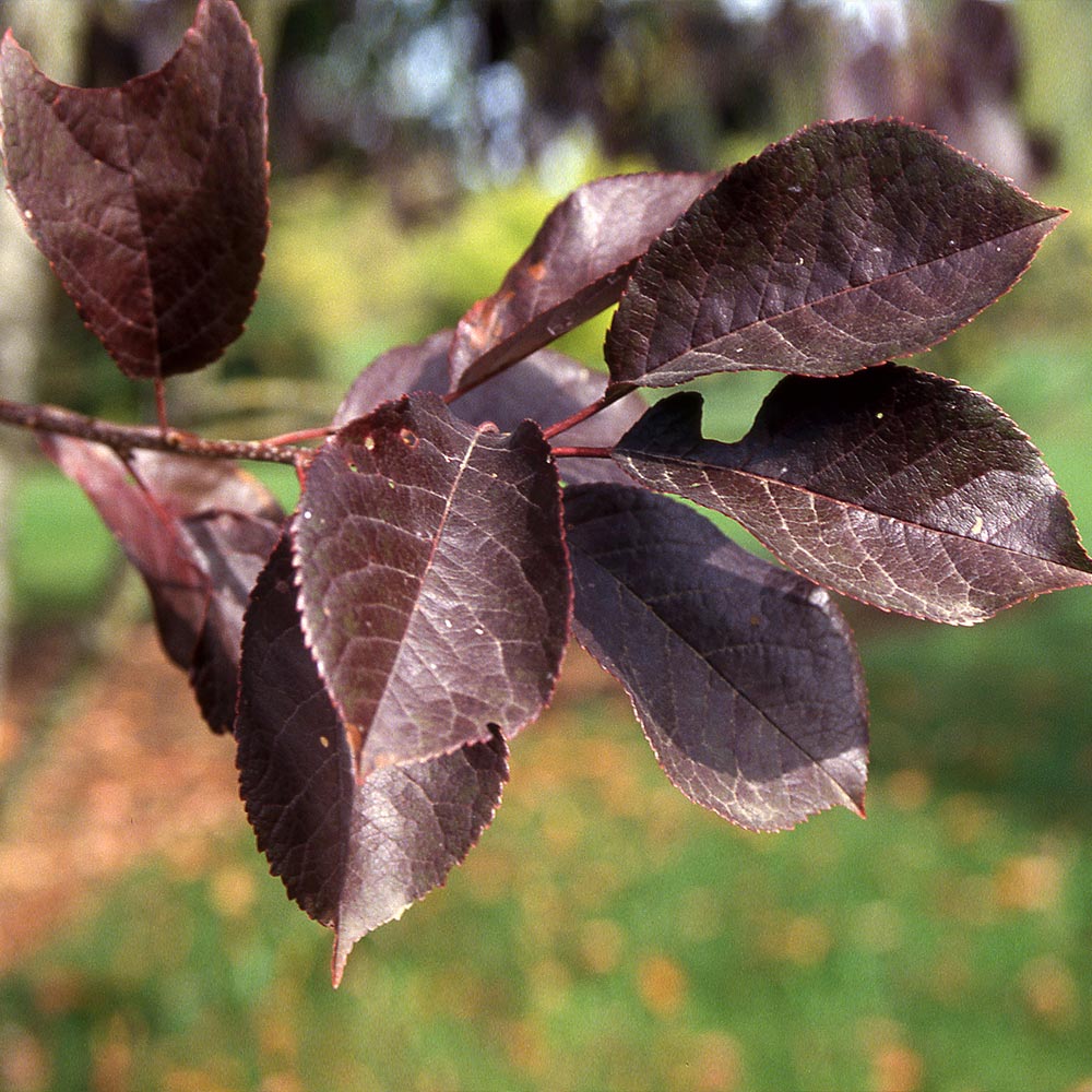 Canada Red Chokecherry Tree - Image 4