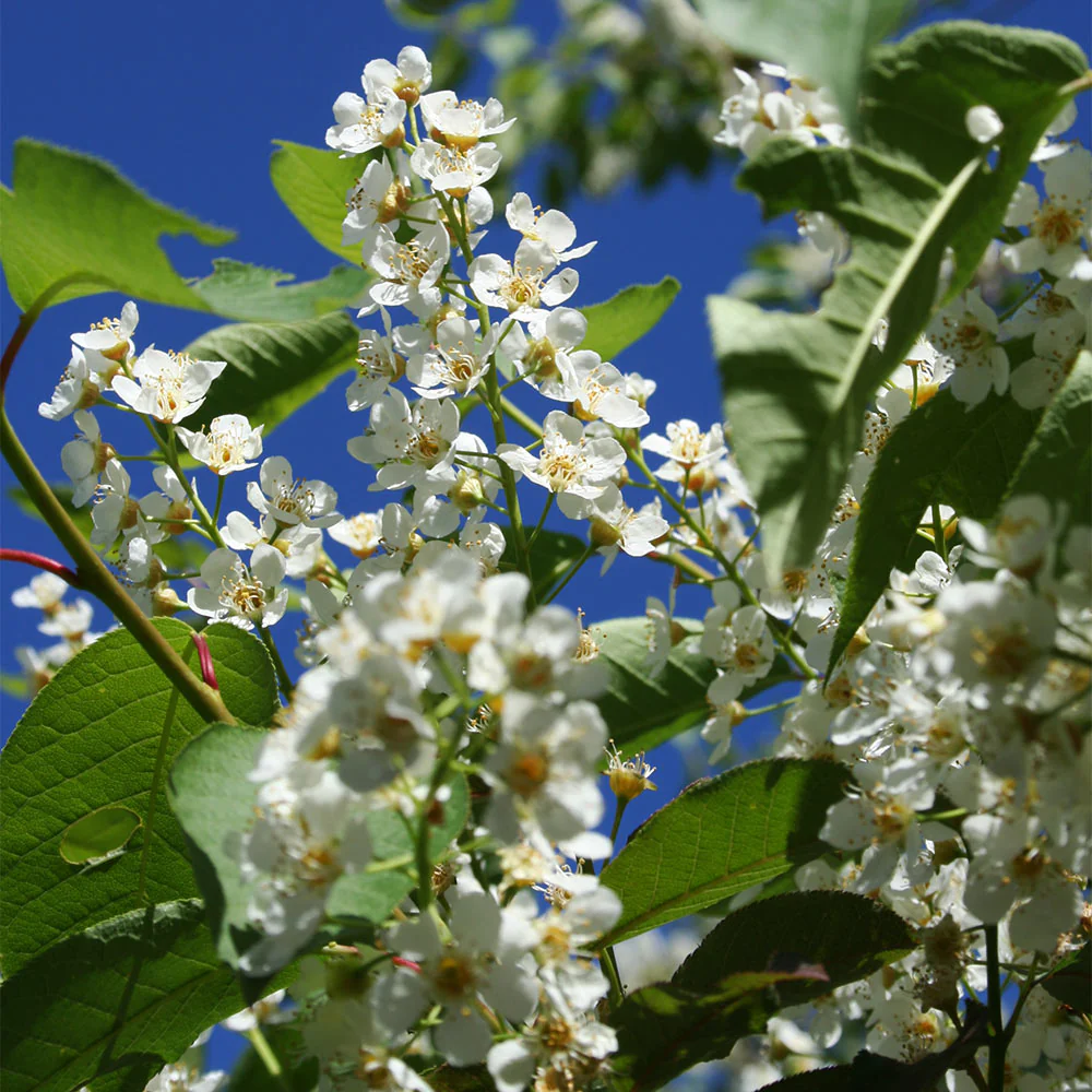 Canada Red Chokecherry Tree - Image 5
