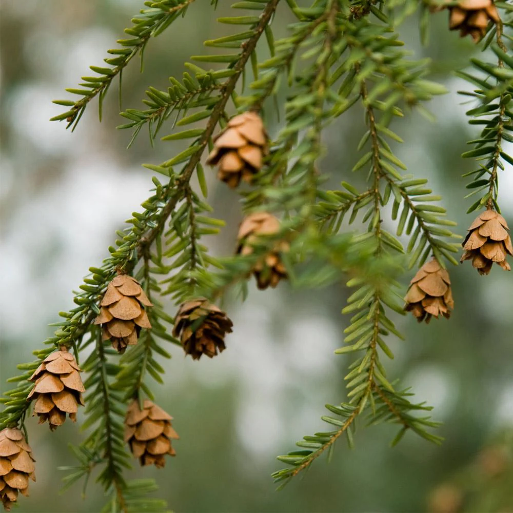 Canadian Hemlock Tree - Image 3