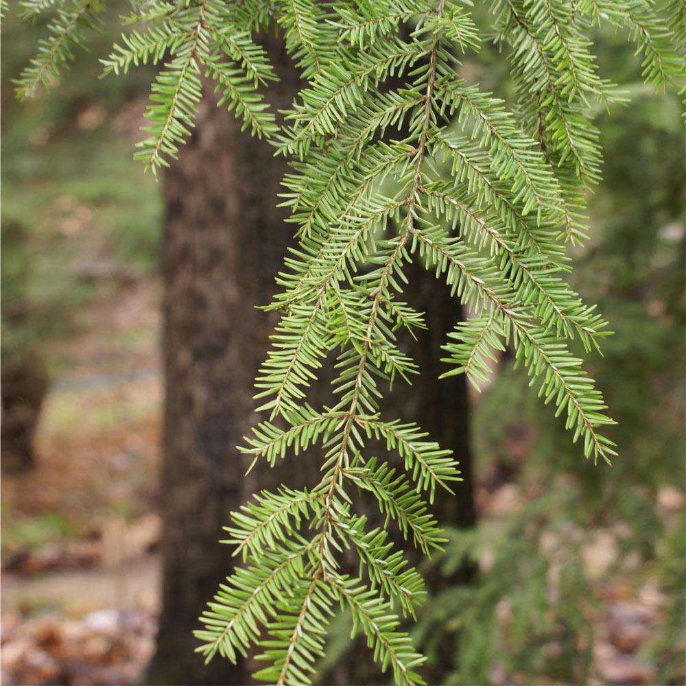 Canadian Hemlock Tree - Image 4