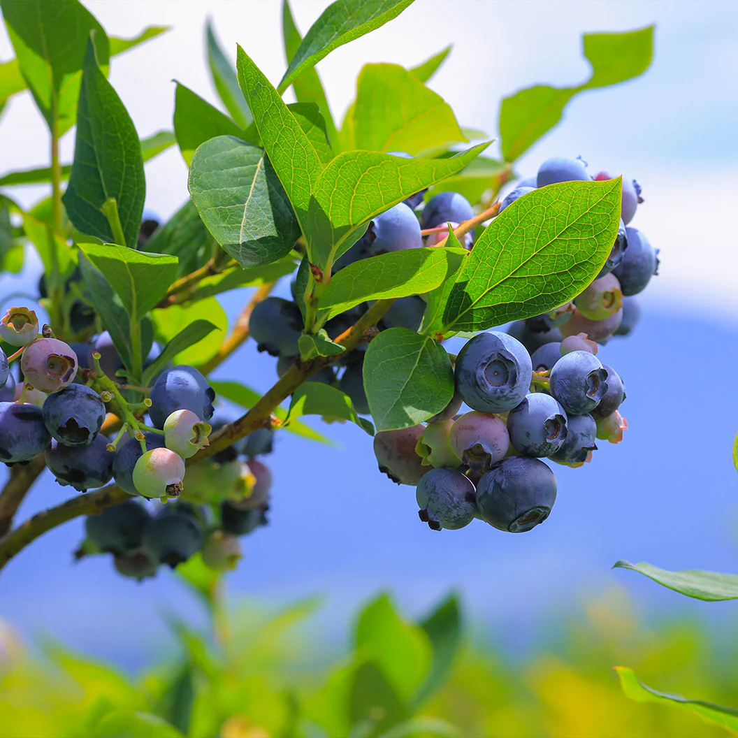 Garden District Candelabra® Highbush Blueberry Bush - Image 2