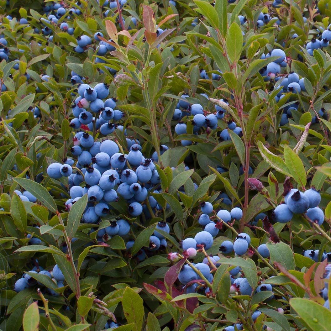 Garden District Candelabra® Highbush Blueberry Bush - Image 3