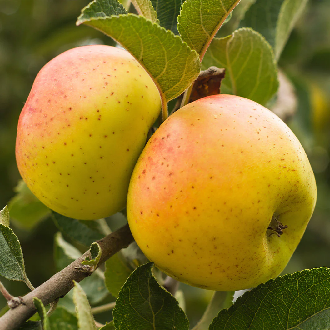 CandyCrisp® Apple Tree - Image 2