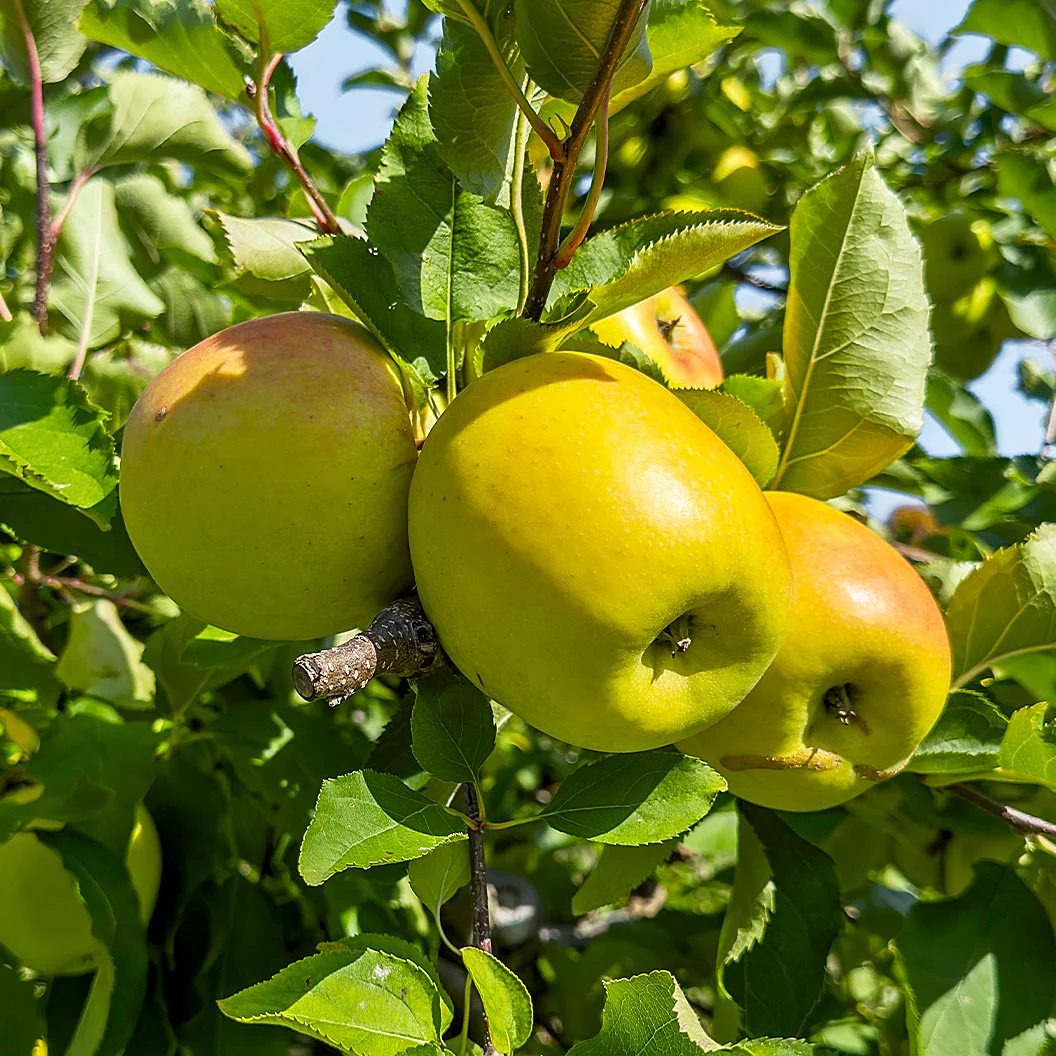 CandyCrisp® Apple Tree - Image 3