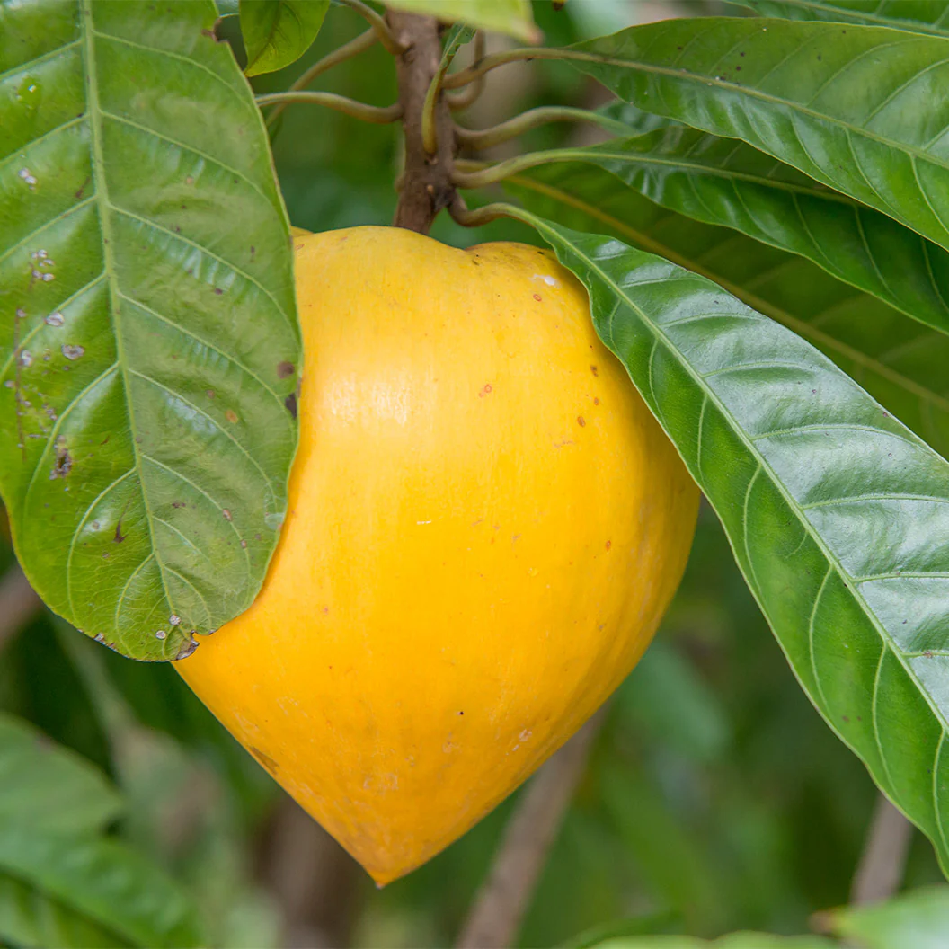 Canistel Eggfruit Tree - Image 2