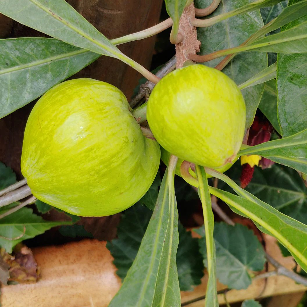 Canistel Eggfruit Tree - Image 3