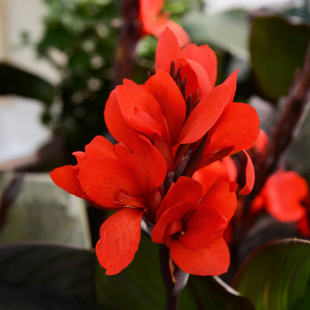 Canna Cannova® ‘Bronze Scarlet’ Lily Plant - Image 2