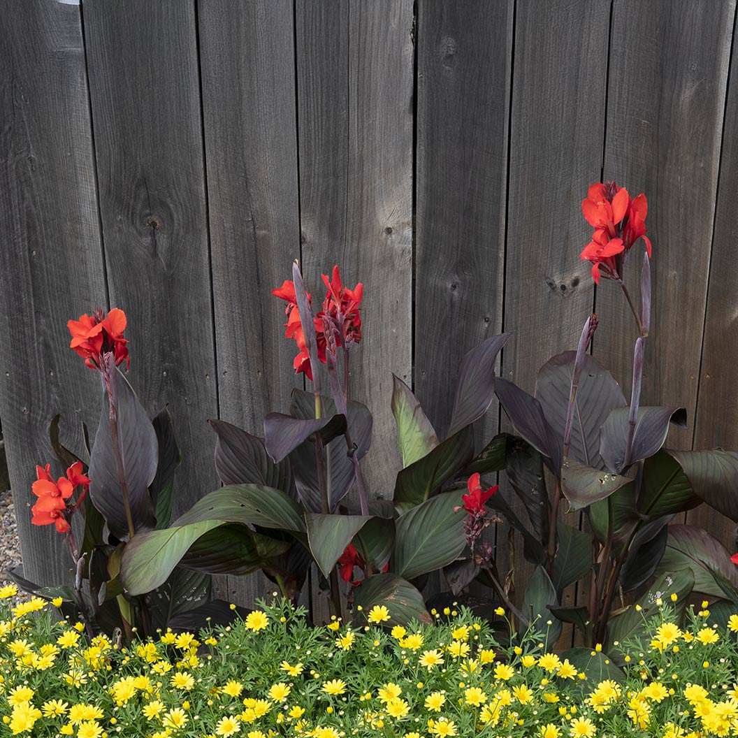 Canna Cannova® ‘Bronze Scarlet’ Lily Plant - Image 3