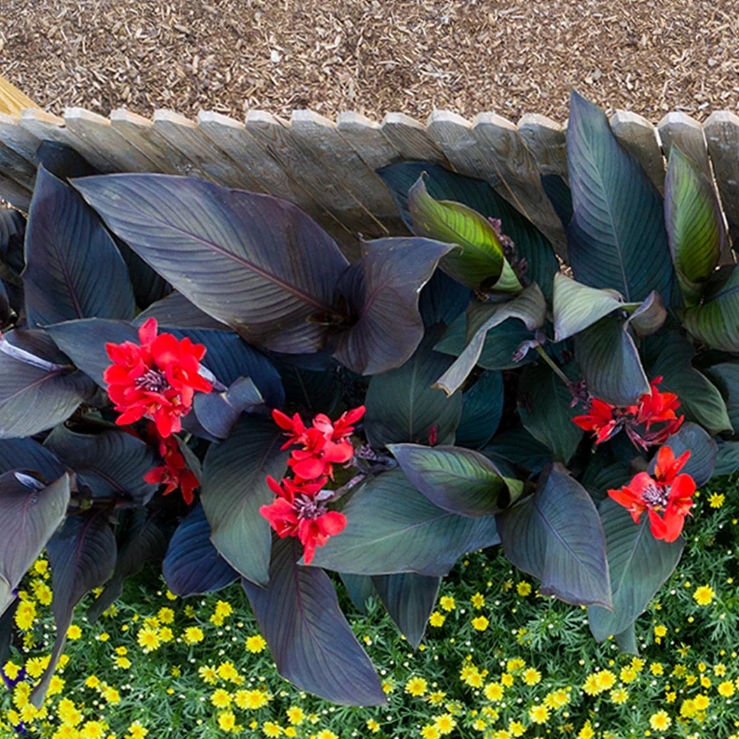 Canna Cannova® ‘Bronze Scarlet’ Lily Plant - Image 4