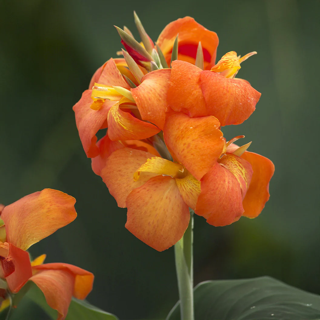 Canna Cannova® Orange Shades Lily Plant - Image 2