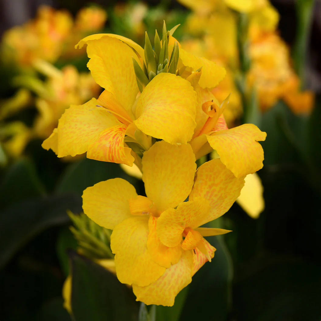 Canna Cannova® Yellow Lily Plant - Image 2