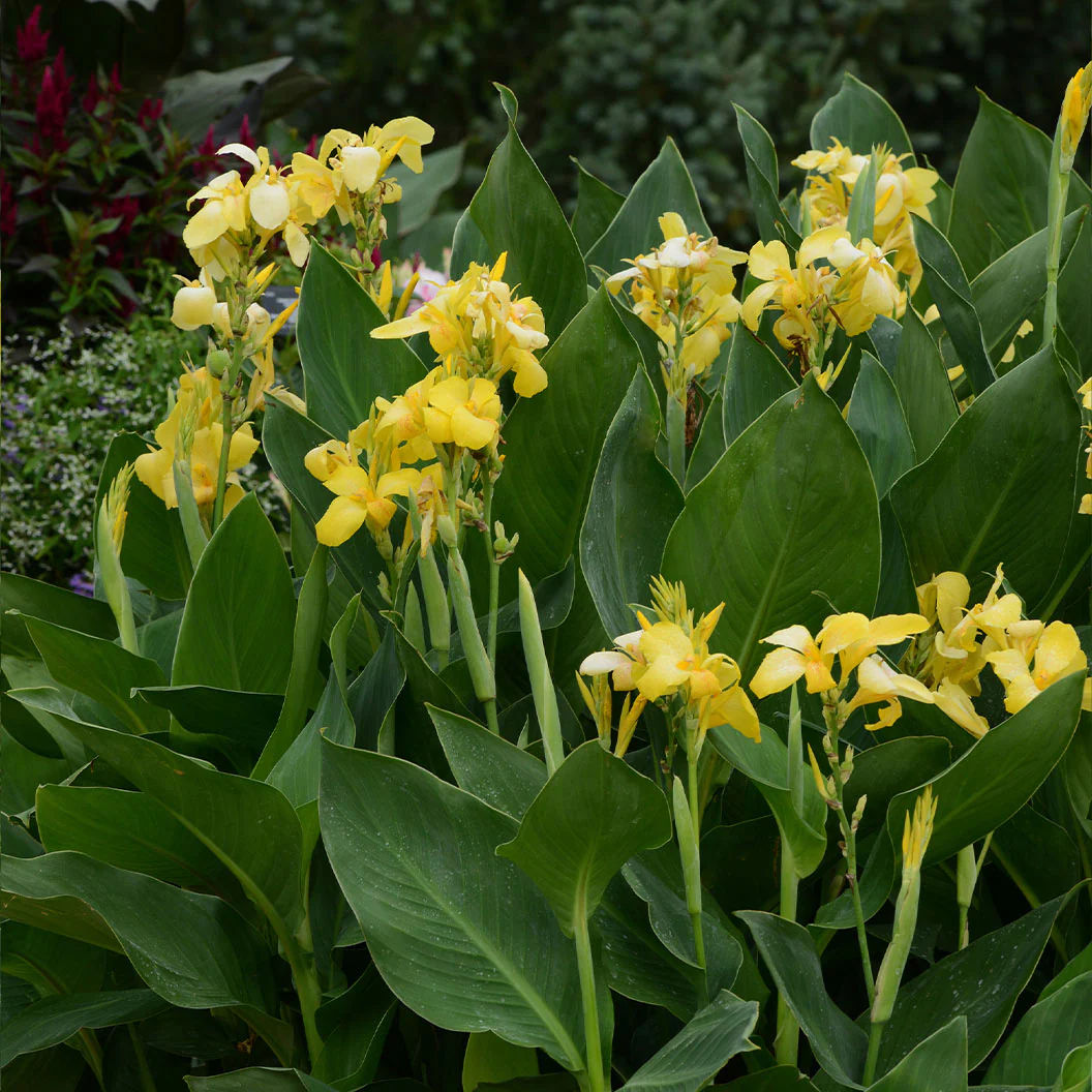 Canna Cannova® Yellow Lily Plant - Image 3