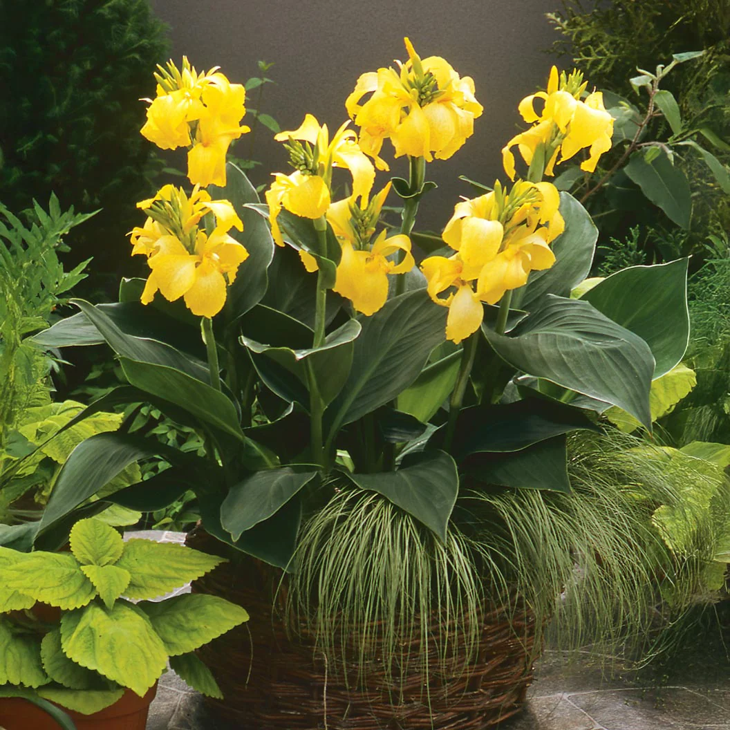 Canna Cannova® Yellow Lily Plant - Image 4