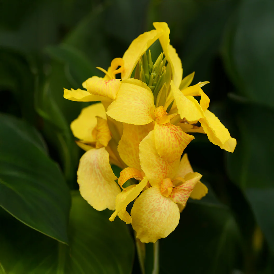 Canna Cannova® Yellow Lily Plant - Image 5