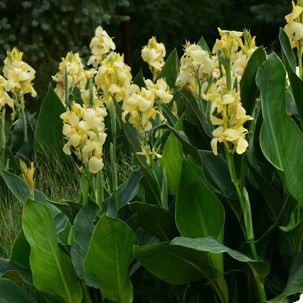 Canna Cannova® Yellow Lily Plant - Image 6