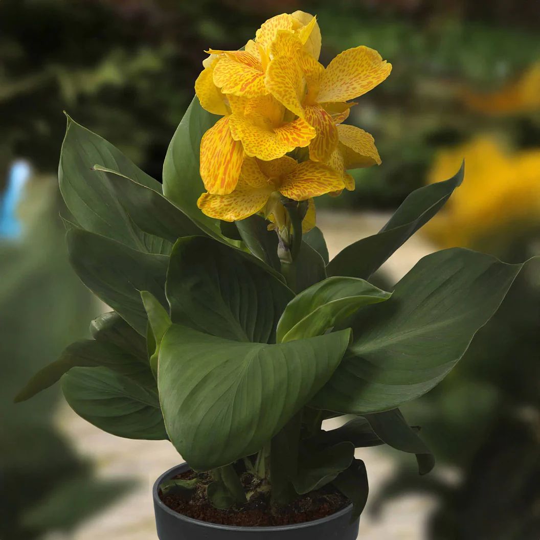 Cannasol™ Happy Emily® Plant - Image 3