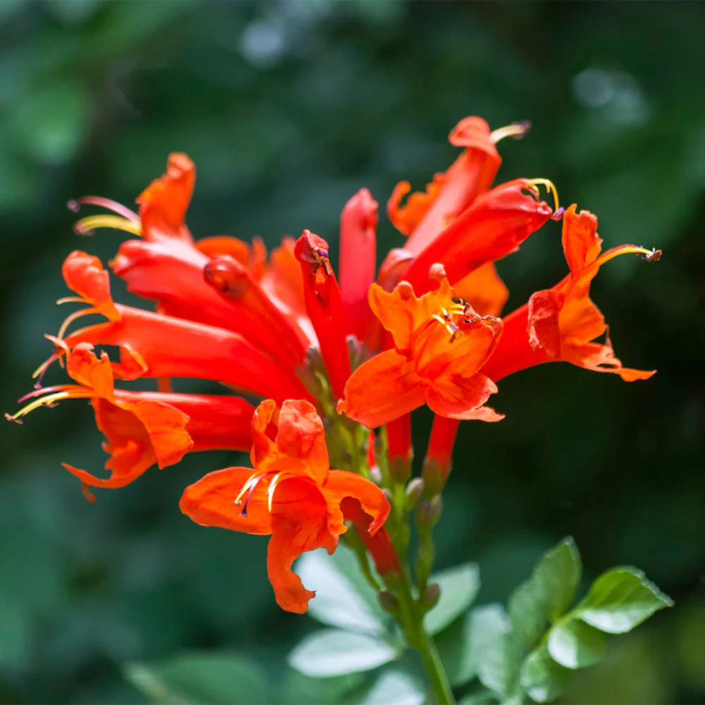 Cape Honeysuckle Vine - Image 2